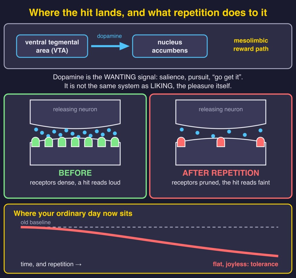 Diagram: VTA to nucleus accumbens pathway, D2 receptor downregulation, and sinking allostatic baseline